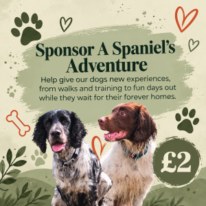 Sponsor a Spaniels Adventure!