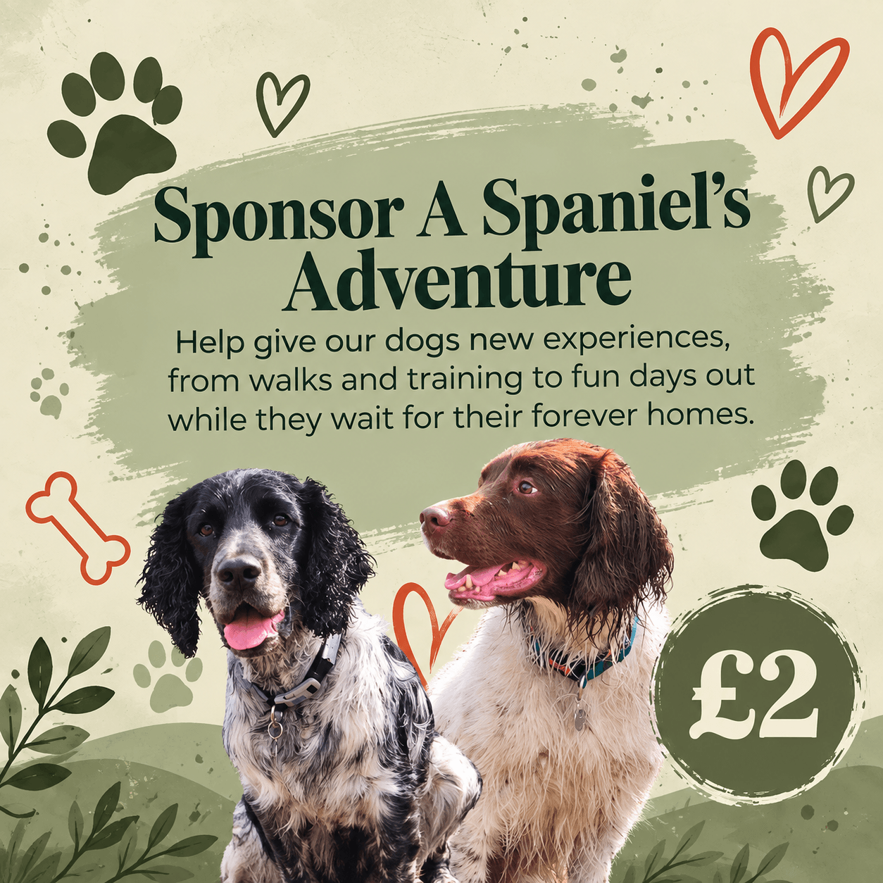 Sponsor a Spaniels Adventure!