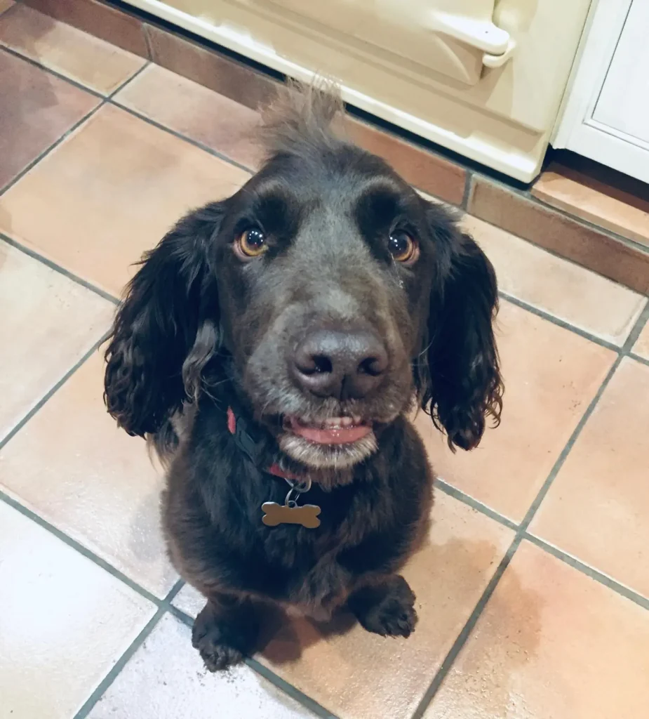 Photo of a black spaniel, smiling and sitting