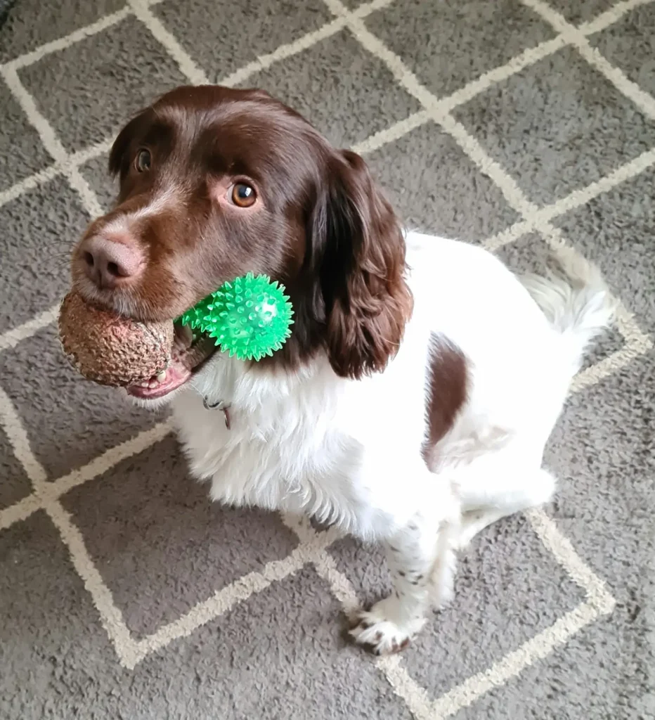 A photo of Buster, a white and brown spaniel, holding two toys in his mouth whilst sitting nicely