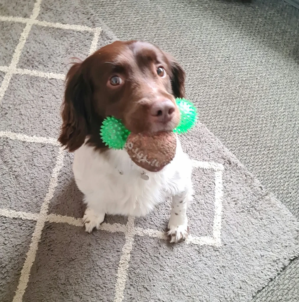 Photo of Buster, a white and brown spaniel, holding a green toy in his mouth