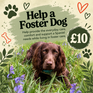 Help a Foster Dog