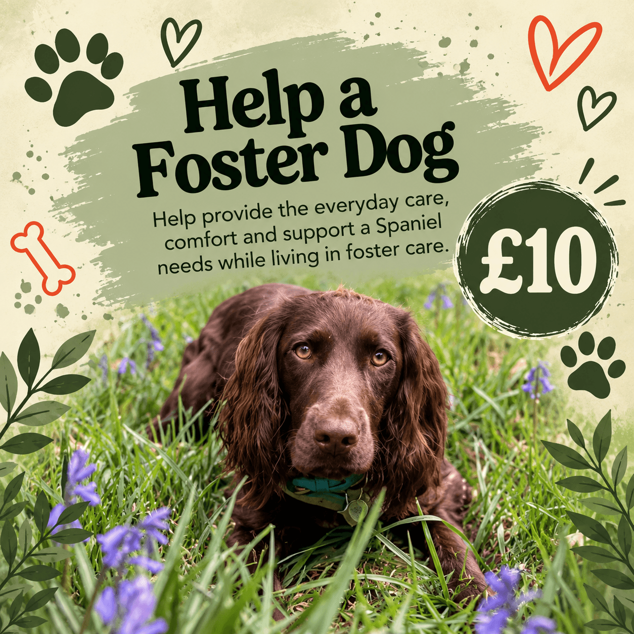 Help a Foster Dog