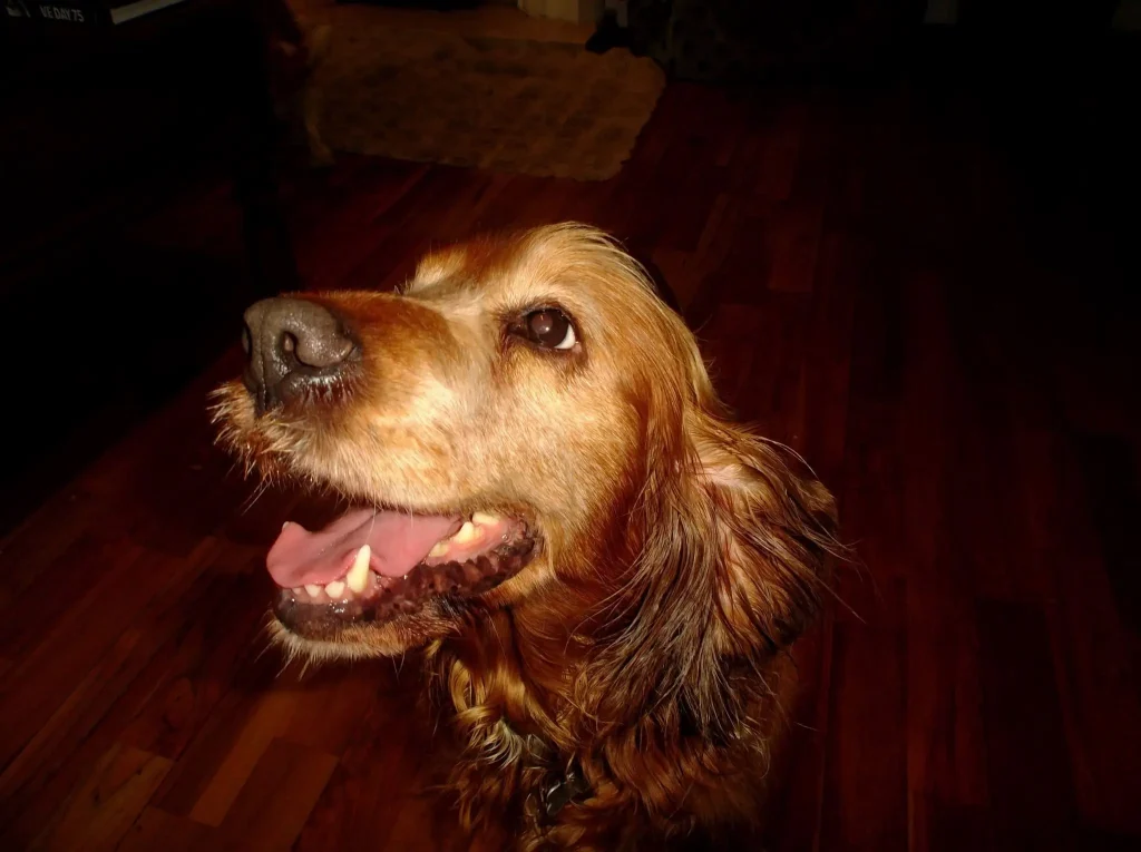 Photo of a smiling godlden spaniel