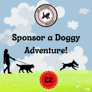 Sponsor a Spaniels Adventure!