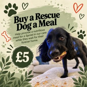 Buy a Rescue Dog a Meal