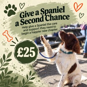 Give a Spaniel a Second Chance