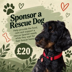 Sponsor a Rescue Dog