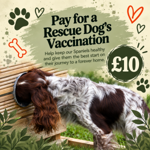 Pay For a Rescue Dogs Vaccination!