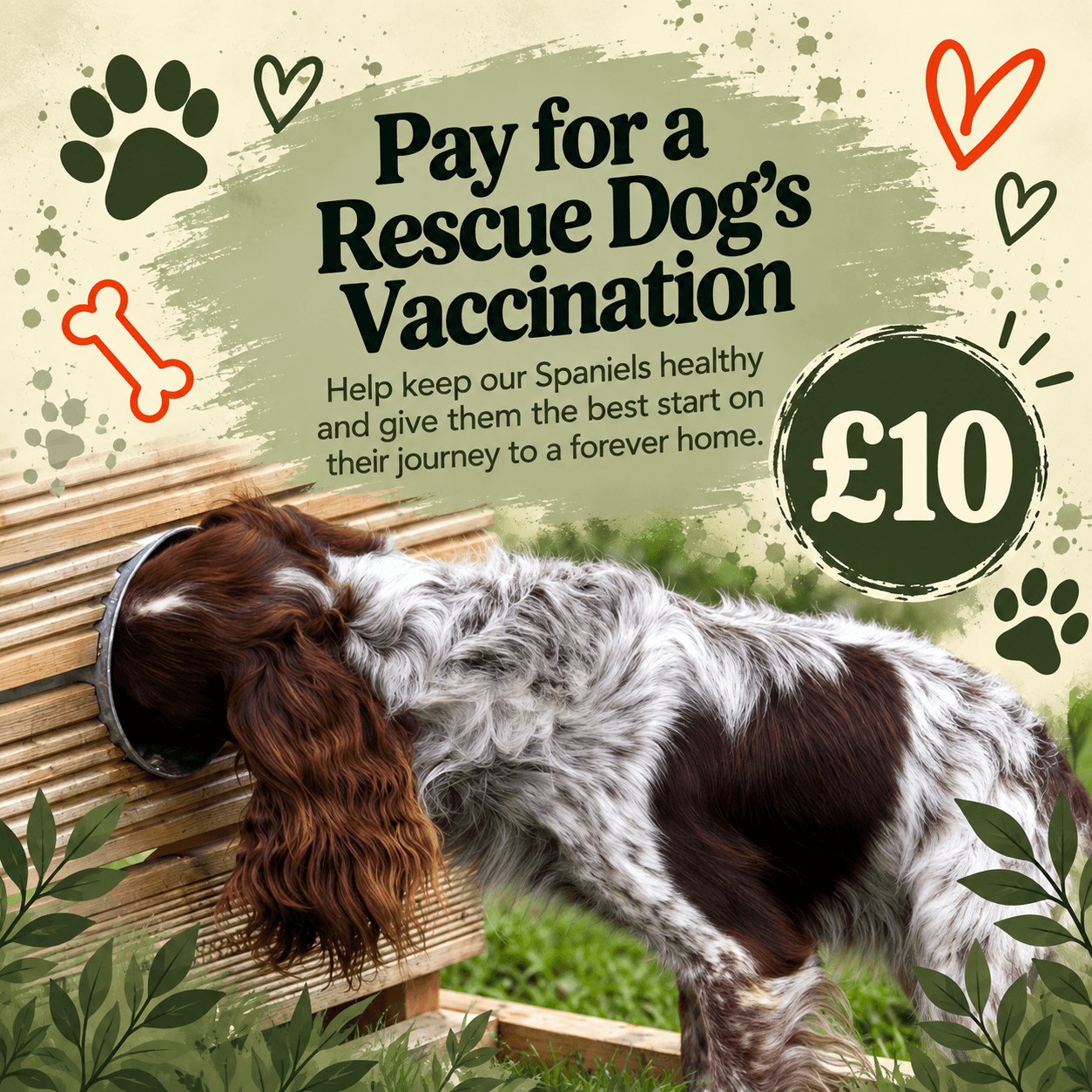 Pay For a Rescue Dogs Vaccination!