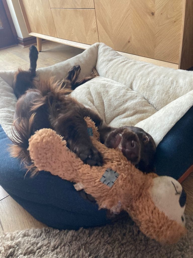 Brown springer spaniel playing with toy