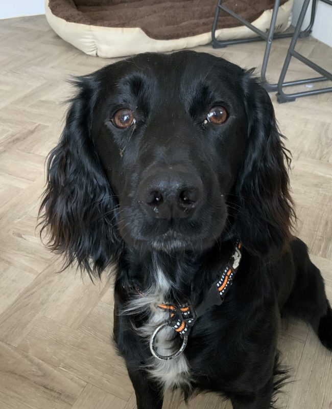 BUDDY 4